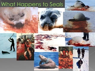 What Happens to Seals