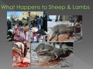 What Happens to Sheep & Lambs