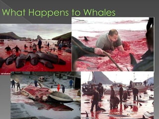 What Happens to Whales