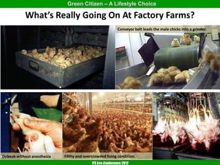 Green Citizen – A Lifestyle Choice

           What’s Really Going On At Factory Farms?
                                                           Conveyor belt leads the male chicks into a grinder.




Debeak without anesthesia   Filthy and overcrowded living condition.
                                           ITE Eco-Conference 2012
 