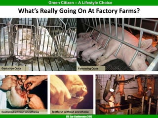 Green Citizen – A Lifestyle Choice

            What’s Really Going On At Factory Farms?




Gestation Crate                                     Farrowing Crate




Castrated without anesthesia    Teeth cut without anesthesia
                                          ITE Eco-Conference 2012
 