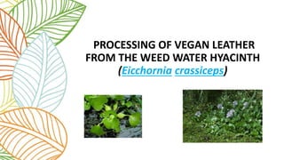 PROCESSING OF VEGAN LEATHER
FROM THE WEED WATER HYACINTH
(Eicchornia crassiceps)
 