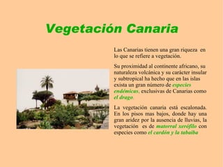 Vegetación Canaria ,[object Object]