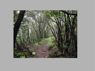 Se trata de un bosque cerrado, umbroso y termófilo de frondosas de hoja perenne y de talla variable ( entre 10 y 20m.) 