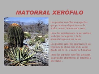 Dehesa El bosque perennifolio   se ha visto mermado en su extensión  por la explotación abusiva durante siglos, los incendios forestales y la acción humana. 
