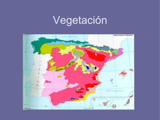 Su madera se utiliza para  elaborar toneles y barcos . 