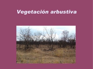 Pinares El pino   es una formación vegetal secundaria que se adaptas a condiciones extremas de frío, calor, humedad y aridez, así como a suelos diversos. 