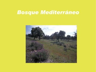 Su morfología aparece definida por su copa cónica, pequeñas hojas aciculares y escaso sotobosque debido a que las acículas producen acidez en los suelos y se descomponen mal. 