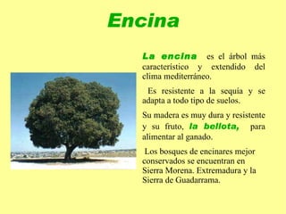 Los tres tipos básicos de formaciones vegetaales son : el bosque 