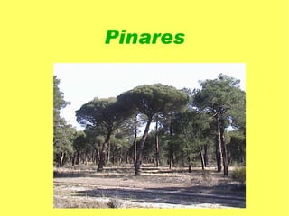 Existen muchos tipos de pinos :  pino negral, pino rodeno, pino laricio, pino piñonero, pino silvestre, pinsapo... 