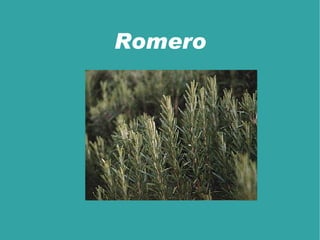 La garriga  está formada por arbustos y matorrales de poca altura que dejan zonas sin cubrir, donde aparece la roca al desnudo, sin vegetación. Las especies características son el  tomillo, el romero y el espliego. 