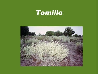 La estepa   se encuentra en la zona semiárida del sureste peninsular dónde la sequía impide el crecimiento de los árboles y en zonas donde la garriga ha sido degradada por la acción humana. Está formada por hierbas bajas, entremezcladas con arbustos espinosos, nudosos, bajos y discontinuos que dejan al descubierto suelos. Las especies más características de la estepa son  el palmito, el tomillo, el esparto, el espárrago. 