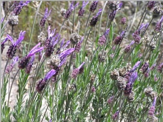 ESTEPA Paraje abierto ocupado por especies vegetales herbáceas y ausencia casi total de árboles 