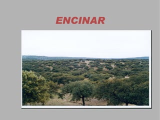 el matorral  