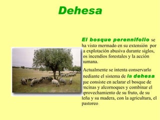 Encina L a encina   es el árbol más característico y extendido del clima mediterráneo. 