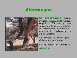 Es resistente a la sequía y se adapta a todo tipo de suelos. 