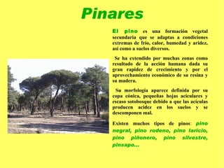 Los bosques de encinares mejor conservados se encuentran en Sierra Morena. Extremadura y la Sierra de Guadarrama. 