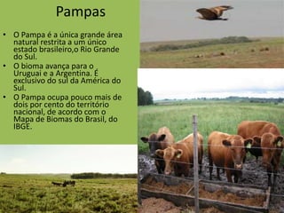 Pampas
• O Pampa é a única grande área
  natural restrita a um único
  estado brasileiro,o Rio Grande
  do Sul.
• O bioma avança para o
  Uruguai e a Argentina. É
  exclusivo do sul da América do
  Sul.
• O Pampa ocupa pouco mais de
  dois por cento do território
  nacional, de acordo com o
  Mapa de Biomas do Brasil, do
  IBGE.
 