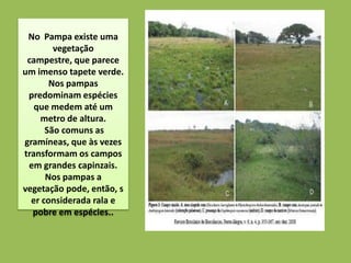 No Pampa existe uma
        vegetação
 campestre, que parece
um imenso tapete verde.
       Nos pampas
 predominam espécies
   que medem até um
    metro de altura.
      São comuns as
gramíneas, que às vezes
transformam os campos
 em grandes capinzais.
      Nos pampas a
vegetação pode, então, s
  er considerada rala e
  pobre em espécies..
 