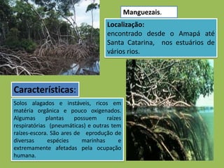 Manguezais.
                                   Localização:
                                   encontrado desde o Amapá até
                                   Santa Catarina, nos estuários de
                                   vários rios.




Características:
Solos alagados e instáveis, ricos em
matéria orgânica e pouco oxigenados.
Algumas      plantas    possuem    raízes
respiratórias (pneumáticas) e outras tem
raízes-escora. São ares de eprodução de
diversas      espécies    marinhas      e
extremamente afetadas pela ocupação
humana.
 