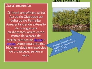 Litoral amazônico:
Litoral amazônico
 O litoral amazônico vai da
 -

  foz do rio Oiapoque ao
   delta do rio Parnaíba.
Apresenta grande extensão
       de manguezais
 exuberantes, assim como
    matas de várzeas de
marés, campos de dunas e
praias. Apresenta uma rica
biodiversidade em espécies
  de crustáceos, peixes e
            aves.
 