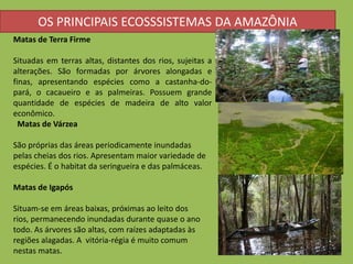 OS PRINCIPAIS ECOSSSISTEMAS DA AMAZÔNIA
Matas de Terra Firme

Situadas em terras altas, distantes dos rios, sujeitas a
alterações. São formadas por árvores alongadas e
finas, apresentando espécies como a castanha-do-
pará, o cacaueiro e as palmeiras. Possuem grande
quantidade de espécies de madeira de alto valor
econômico.
  Matas de Várzea

São próprias das áreas periodicamente inundadas
pelas cheias dos rios. Apresentam maior variedade de
espécies. É o habitat da seringueira e das palmáceas.

Matas de Igapós

Situam-se em áreas baixas, próximas ao leito dos
rios, permanecendo inundadas durante quase o ano
todo. As árvores são altas, com raízes adaptadas às
regiões alagadas. A vitória-régia é muito comum
nestas matas.
 