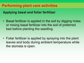 Applying basal and foliar fertilizer
• Basal fertilizer is applied in the soil by digging holes
or mixing basal fertilizer into the soil of preferred
bed before planting the seedling.
• Foliar fertilizer is applied by spraying into the plant
leaves and body during ambient temperature while
the stomata is open.
Performing plant care activities
 