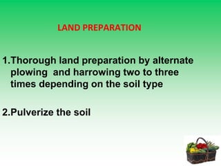 LAND PREPARATION
1.Thorough land preparation by alternate
plowing and harrowing two to three
times depending on the soil type
2.Pulverize the soil
 