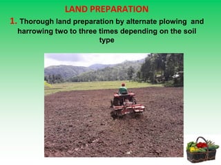 LAND PREPARATION
1. Thorough land preparation by alternate plowing and
harrowing two to three times depending on the soil
type
 
