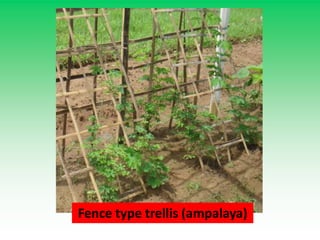 Fence type trellis (ampalaya)
 
