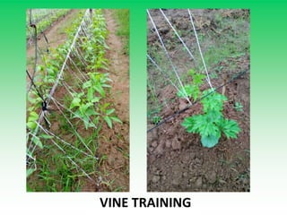 VINE TRAINING
 