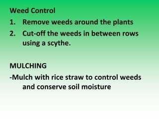 Weed Control
1. Remove weeds around the plants
2. Cut-off the weeds in between rows
using a scythe.
MULCHING
-Mulch with rice straw to control weeds
and conserve soil moisture
 