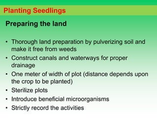 Preparing the land
• Thorough land preparation by pulverizing soil and
make it free from weeds
• Construct canals and waterways for proper
drainage
• One meter of width of plot (distance depends upon
the crop to be planted)
• Sterilize plots
• Introduce beneficial microorganisms
• Strictly record the activities
Planting Seedlings
 