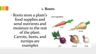 1. Roots
• Roots store a plant’s
food supplies and
send nutrients and
moisture to the rest
of the plant.
Carrots, beets, and
turnips are
examples
 
