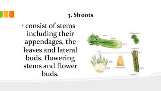 3. Shoots
• consist of stems
including their
appendages, the
leaves and lateral
buds, flowering
stems and flower
buds.
 