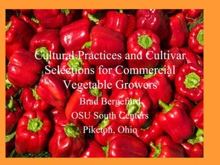 Cultural Practices and Cultivar Selections for Commercial Vegetable Growers Brad Bergefurd OSU South Centers Piketon, Ohio 