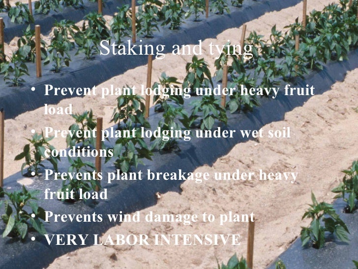 Vegetable Cultural Practices And Variety Selection