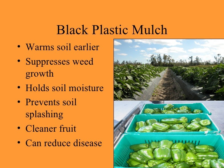 Vegetable Cultural Practices And Variety Selection