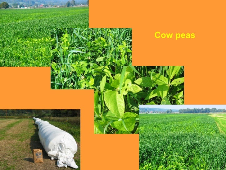 Vegetable Cultural Practices And Variety Selection