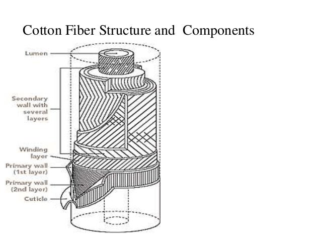 Image result for physical structure of cotton