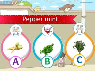 Pepper mint
B
A C
 