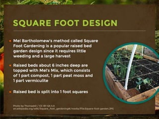 Square Foot Design
-Mel Bartholomew’s method called Square Foot
Gardening is a popular raised bed garden design
since it requires little weeding and a large
harvest.
-Raised beds about 6 inches deep are topped
with Mel’s Mix, which consists of 1 part
compost, one part peat moss and one part
vermiculite.
-Raised bed is split into 1 foot squares.
 