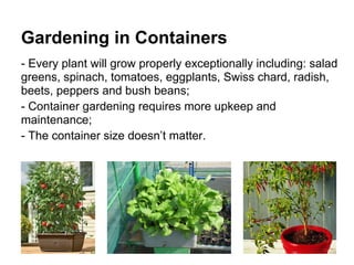 Gardening in Containers
- Every plant will grow properly exceptionally including: salad
greens, spinach, tomatoes, eggplants, Swiss chard, radish,
beets, peppers and bush beans;
- Container gardening requires more upkeep and
maintenance;
- The container size doesn’t matter.
 