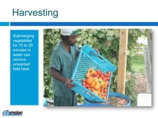 Direct Seeding<br />Space seeds as recommended on the packet.<br />Dense planting will promote disease.<br />Small-seeded ...