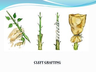 Engrafted Definition Vegetable grafting | PPTX