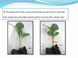  The hypocotyls of the scion and rootstock are cut in such a way that
they tongue into each other and the graft in secured with a plastic clip.
 