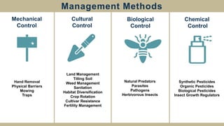 Vegetable IPM | PPTX