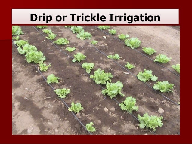 n corn for requirements of Water Requirements Irrigation Crops & Vegetable