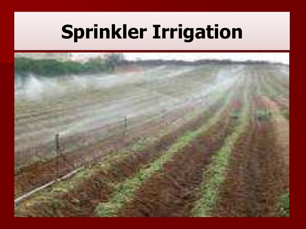 Irrigation & Water Requirements of Vegetable Crops