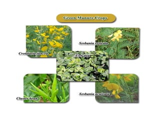 Vegetable organic farming.ppt